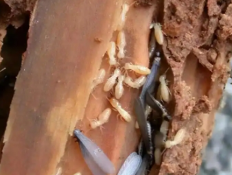 四会白蚁防治公司分享雨季白蚁飞蚁集中入户，应急处理与长效防虫方案